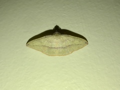Heterolocha