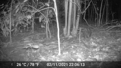 Atherurus africanus