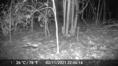 Atherurus africanus