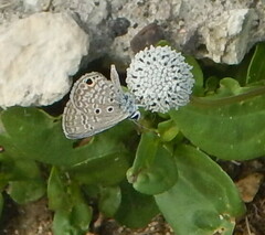 Hemiargus ceraunus