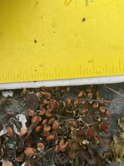 Peltigera horizontalis