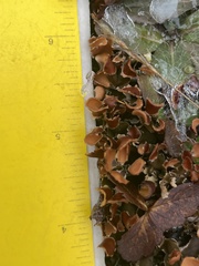 Peltigera horizontalis