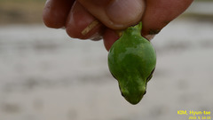Hyla suweonensis