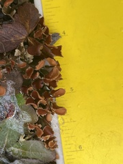 Peltigera horizontalis