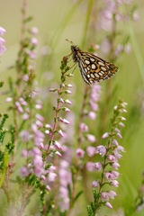 Heteropterus morpheus