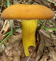 Boletus auripes