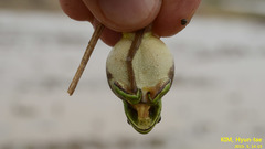 Hyla suweonensis