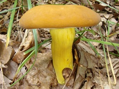 Boletus auripes