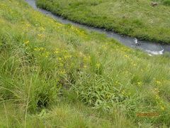 Senecio inornatus