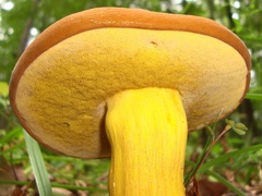 Boletus auripes