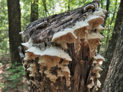 Subantrodia juniperina