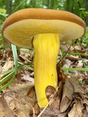 Boletus auripes