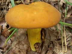 Boletus auripes