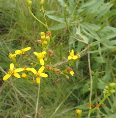 Senecio inornatus