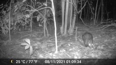 Atherurus africanus