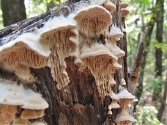 Subantrodia juniperina