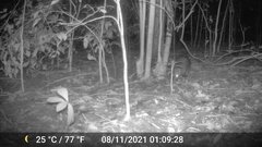 Atherurus africanus