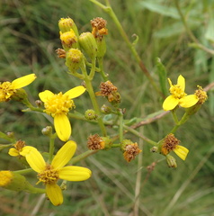 Senecio inornatus