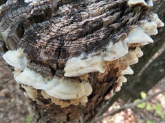 Subantrodia juniperina