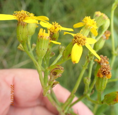 Senecio inornatus