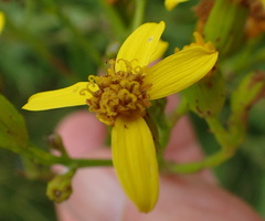 Senecio inornatus