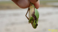 Hyla suweonensis