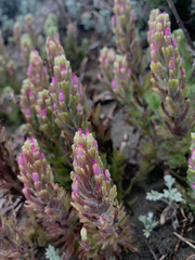 Castilleja exserta latifolia
