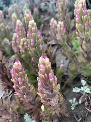 Castilleja exserta latifolia