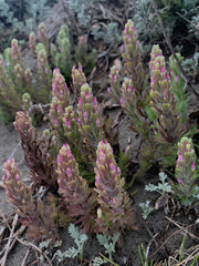 Castilleja exserta latifolia
