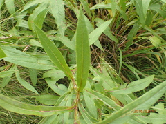 Senecio inornatus
