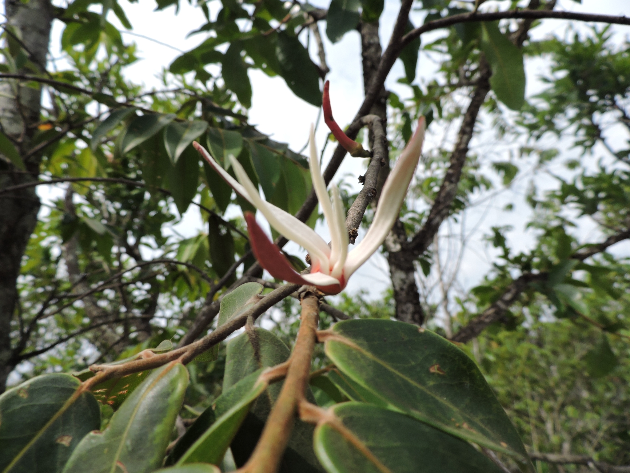 Xylopia aromatica