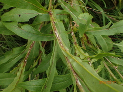 Senecio inornatus