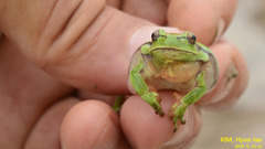 Hyla suweonensis
