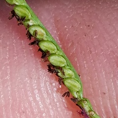 Paspalum caespitosum