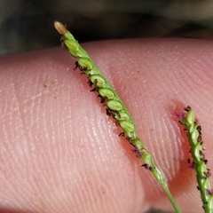 Paspalum caespitosum