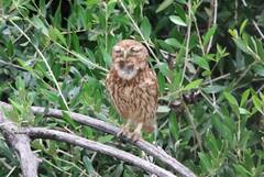 Athene noctua