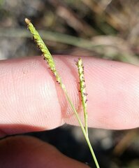 Paspalum caespitosum