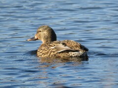 Mareca strepera strepera