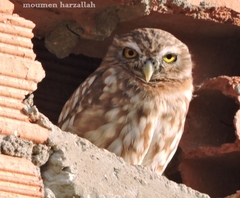 Athene noctua
