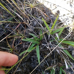 Paspalum caespitosum