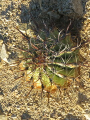 Ferocactus townsendianus