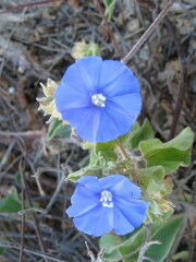 Jacquemontia abutiloides