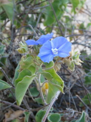 Jacquemontia abutiloides