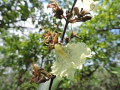 Qualea multiflora