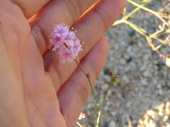 Boerhavia xantii