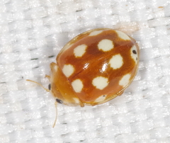 Vibidia duodecimguttata