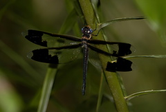 Tetracanthagyna plagiata