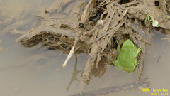Hyla suweonensis