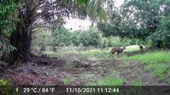 Tragelaphus scriptus