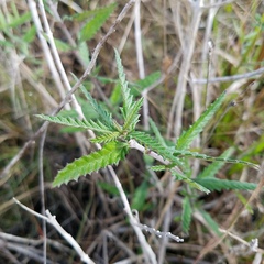 Lippia stoechadifolia